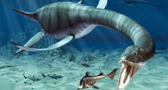 Plesiosaurs inhabited the seas from around 200 million to 65 million years ago. They were not dinosaurs, despite living at the same time. It is thought that they fed mainly on fish, breathed air and laid their eggs on beaches. The largest of these sea mon