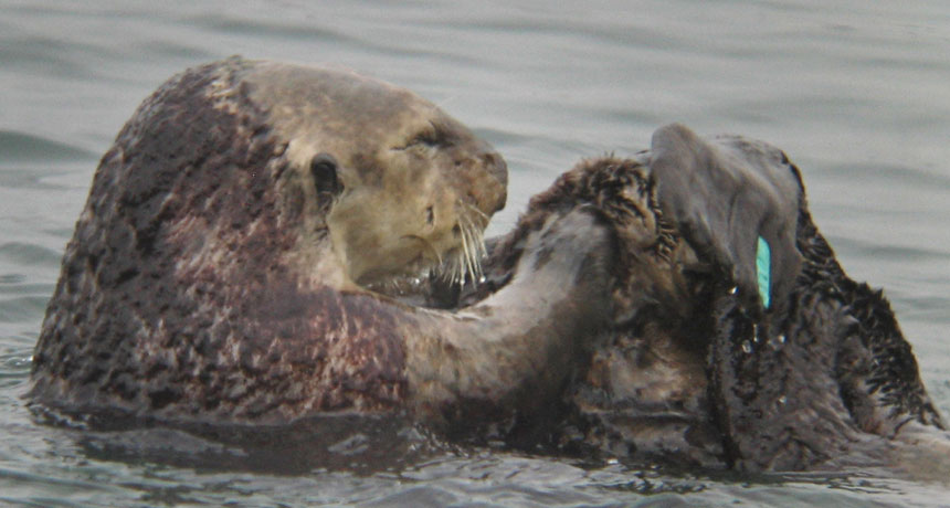 otter algae