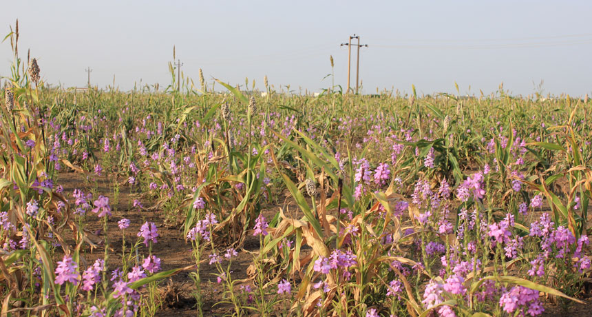 parasitic plants