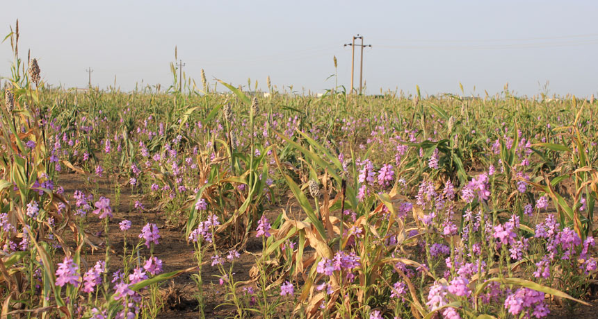 parasitic plants