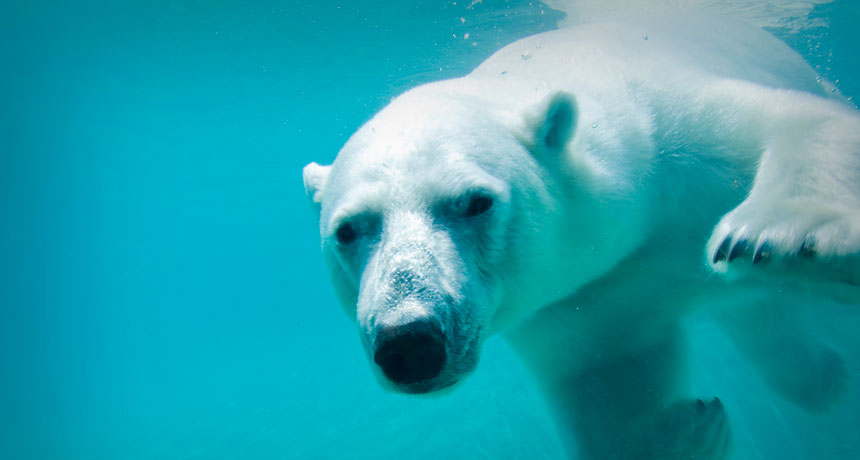 Polar Bear Swimming In Ice