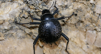 860-header-questions-beetle-Stenocara_dentata.png