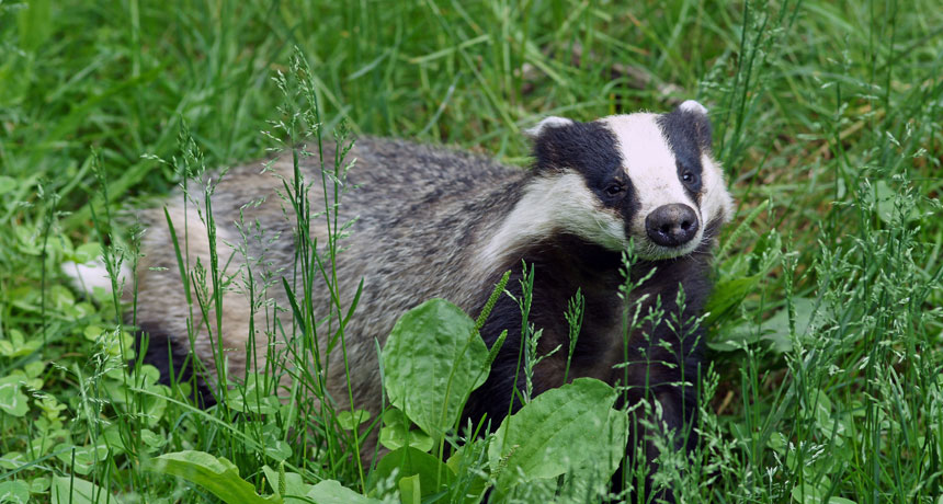 badger