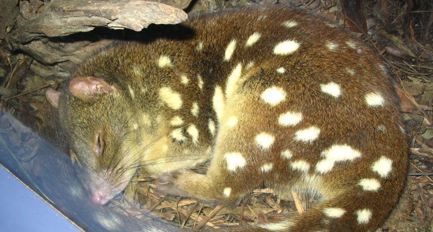 quoll