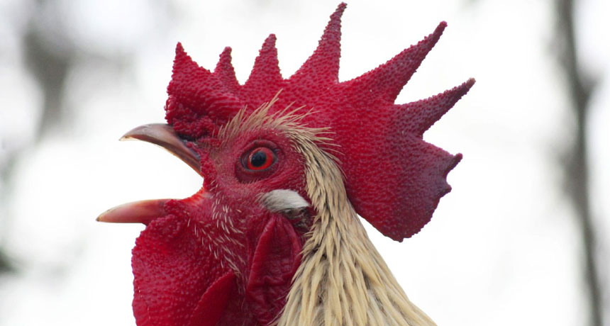 Crowing first at dawn could be the privilege of rank in the pecking order of the rooster world.