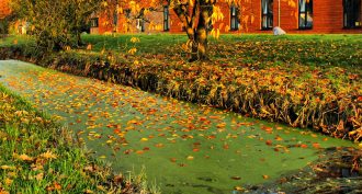 Scientists Say: Eutrophication. When too much plant food goes bad.