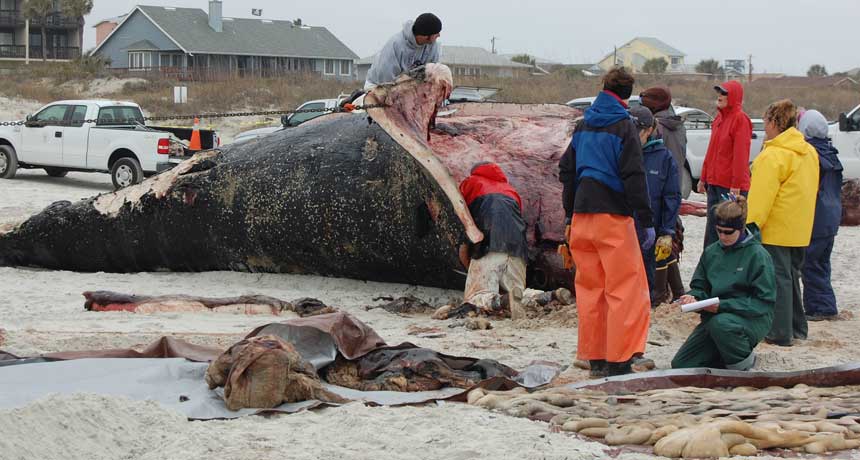 This photo shows scientists performing a necropsy — an investigation to determine the cause of death — on a beached whale.