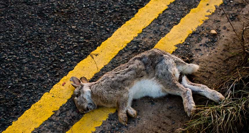 This dead hare, a tragic roadkill victim, can tell scientists how decomposing animals contribute to their ecosystem.