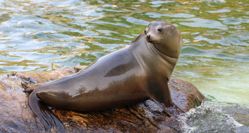 Sea Lions Eating