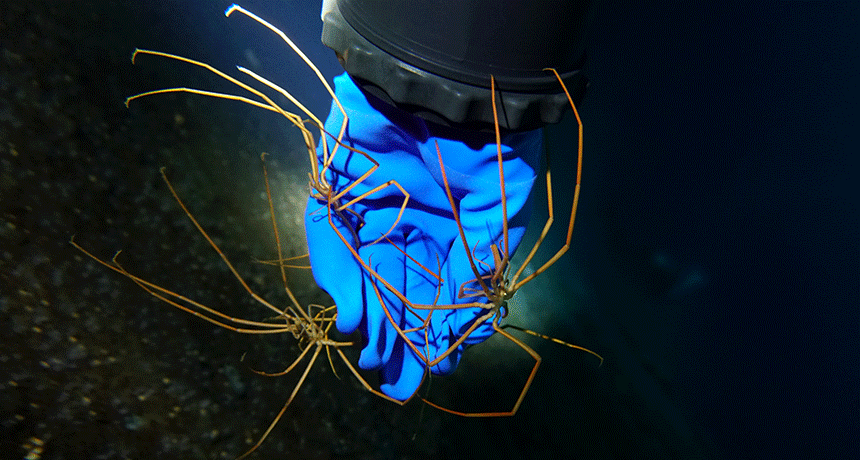 860-header-sea-spiders-DSC03230.gif