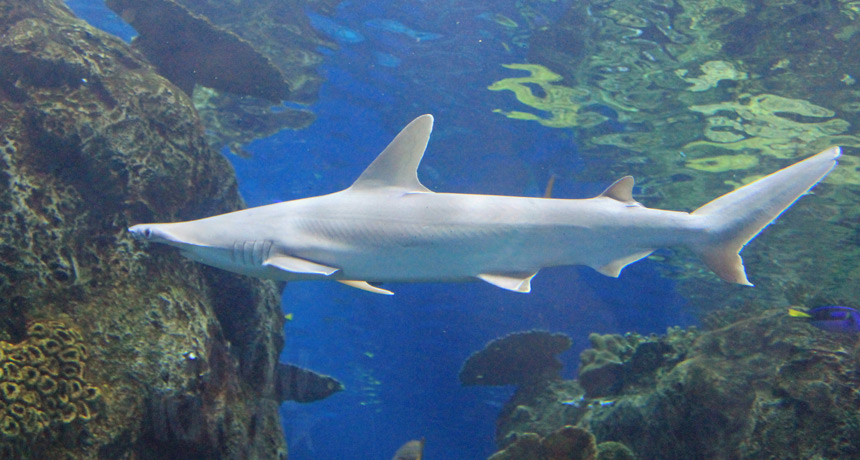 bonnethead shark