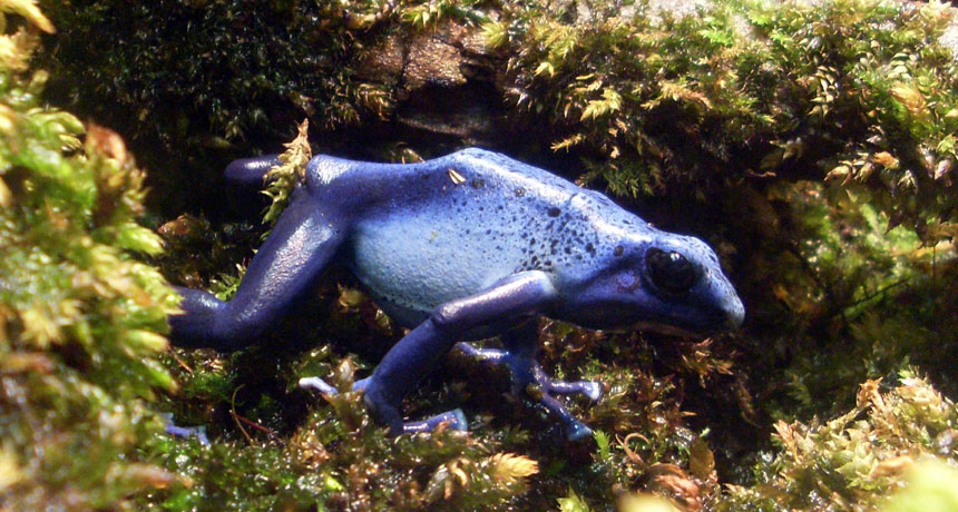 poison frog