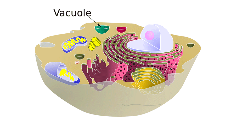 860-header-vacuole.gif