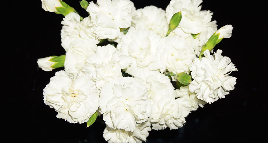 white carnations