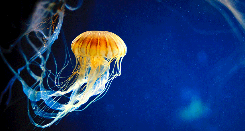 860-jellyfish-header.gif