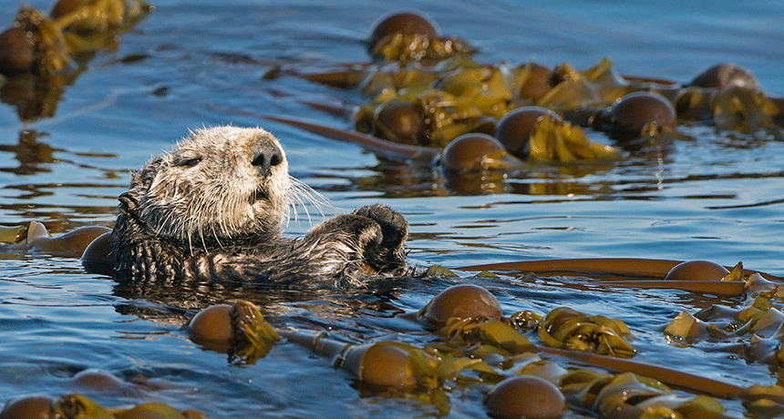 860-kelp-header.gif