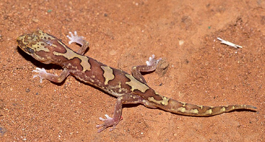 Why you’ll never see a dirty gecko