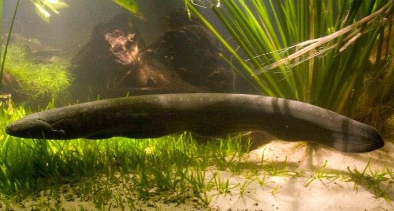 Our shocking eel story wins international prize