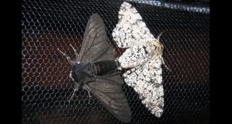 peppered moth