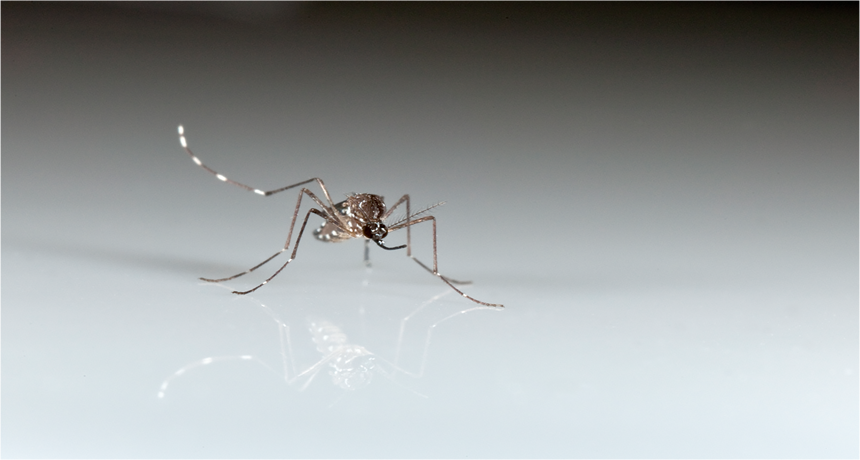 Some people may be genetically programmed to attract hungry mosquitoes.