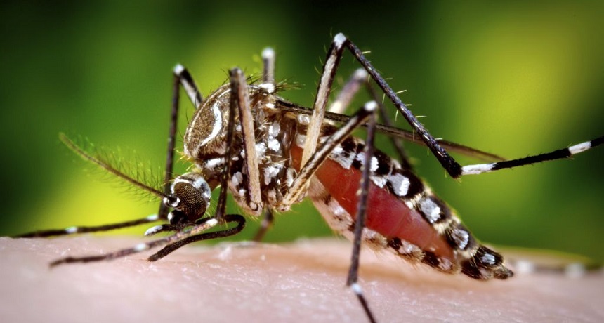 What’s the buzz? That’s a tiny speaker to lure male mosquitoes away from females ready to mate.