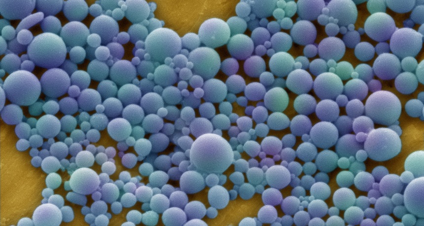 This scanning electron micrograph shows specially engineered nanoparticles that are used to deliver drugs into tissues. If designed with a special surface coating, such drug carriers can home in on particular cells to help stop bleeding and heal injuries.