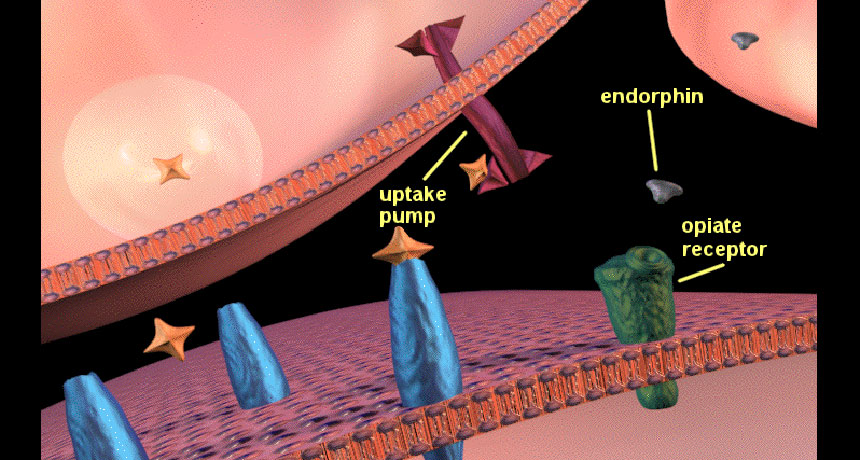 neurotransmission