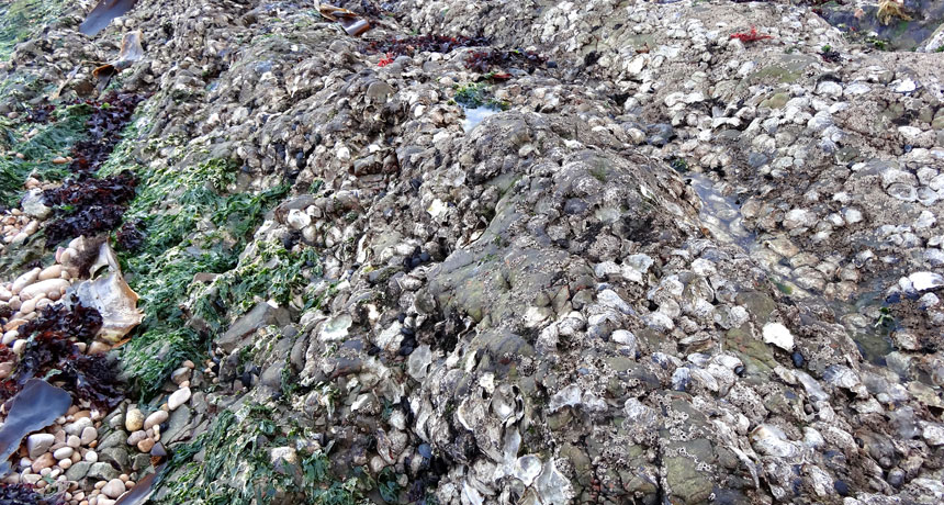 oyster bed