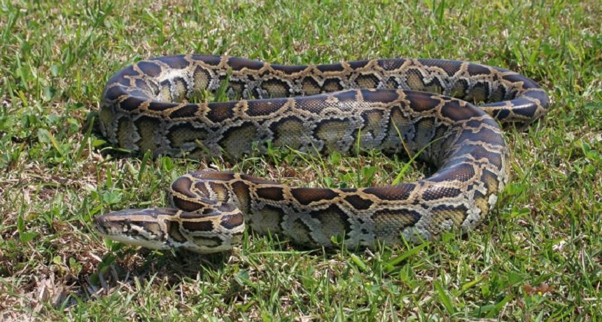 Coral Snake in Florida Everglades Holiday Park