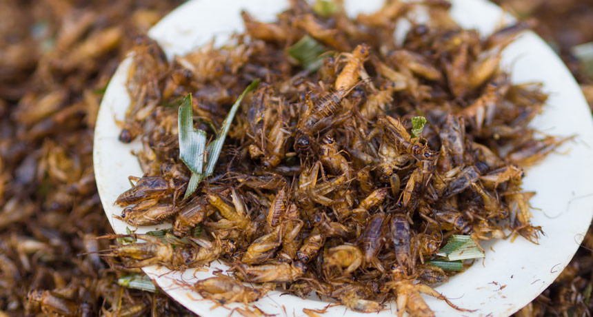 plate of crickets