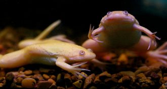 African clawed frogs