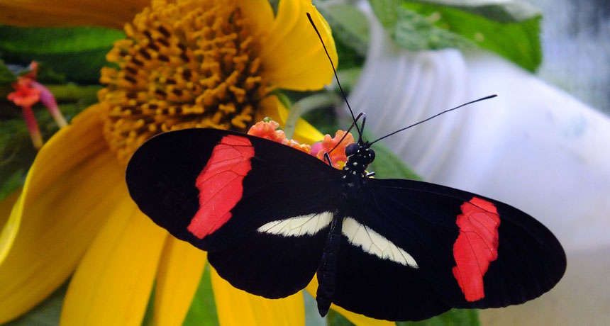 butterfly gene