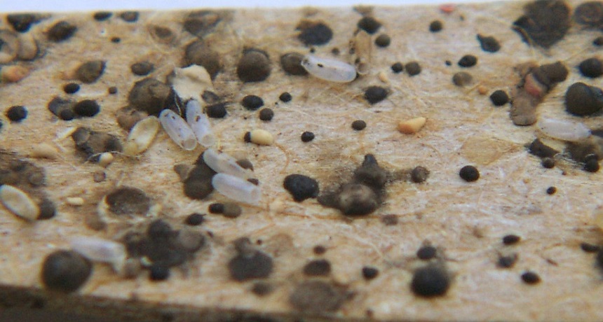 A mix of bed bug eggs and fecal droppings (dark blotches).