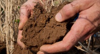 soil hands