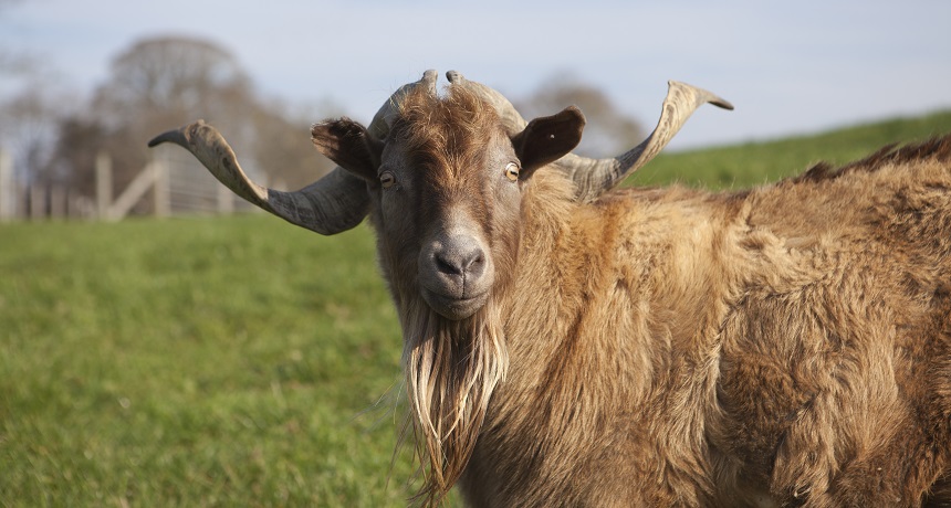 Tennesee Myotonic goat