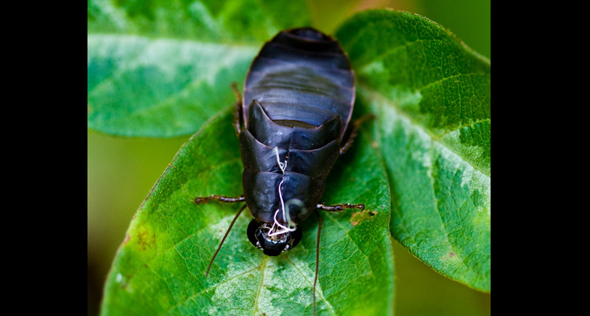 leaf cockroach
