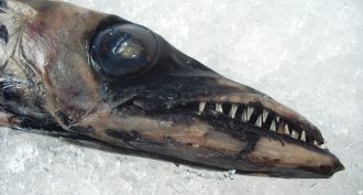 This odd fish is a black scabbardfish (Aphanopus carbo). It is one of several deep-water species with health problems that may be related to pollution.