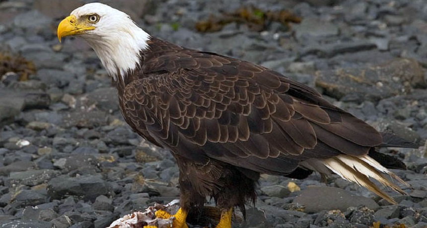 bald eagle