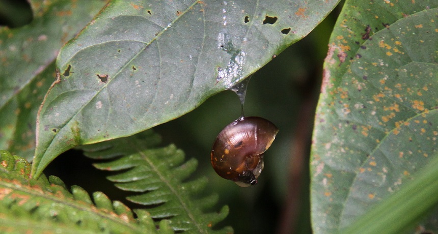 snail slime