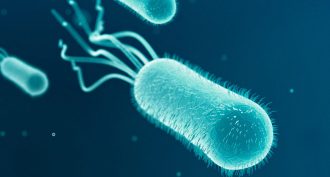 E. coli, illustrated here, use their tail-like flagella to swim. A new study reveals that bacteria’s synchronized swimming can eliminate a liquid’s resistance to flow.