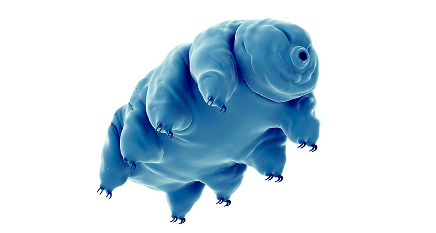 860-tardigrade-iStock-490477412.gif