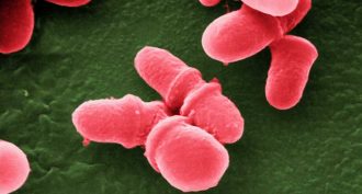 Questions for ‘The bugs within us’