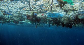 Plastic in the oceans is a growing problem. And it’s not just ugly: Plastic can kill many kinds of marine life.