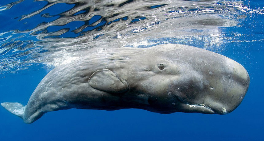 sperm whale