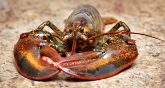 860_CCC8_American_lobster_main.png