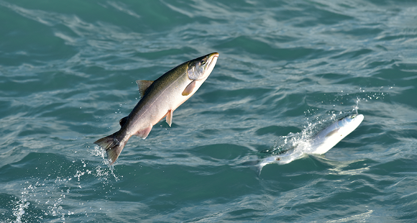 Is ocean acidification knocking the scents out of salmon?