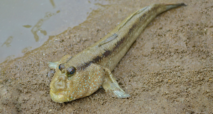 860_Giant_Mudskipper_(Periophthalmodon_schlosseri)_(15184970133).png