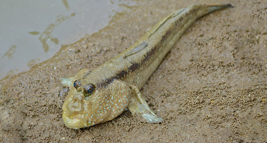 860_Giant_Mudskipper_(Periophthalmodon_schlosseri)_(15184970133).png