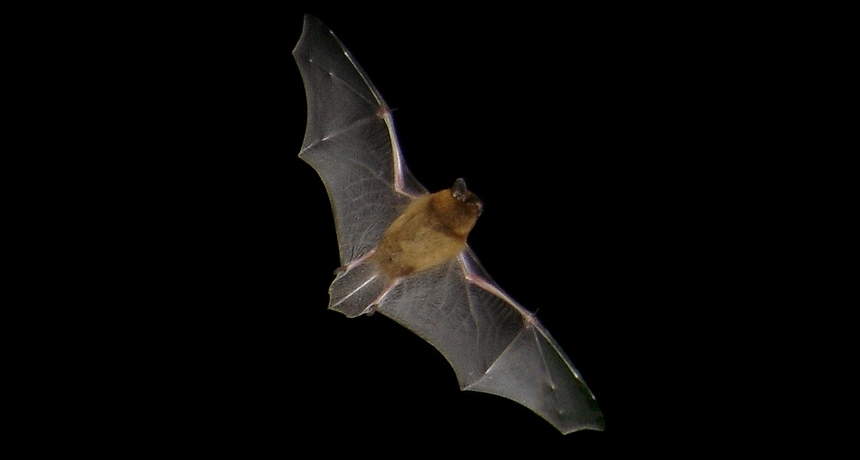 860_ISEF19_bat_citizen_science.png