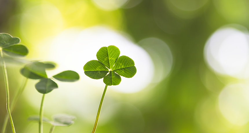 How to Take Care of Four-Leaf Clovers